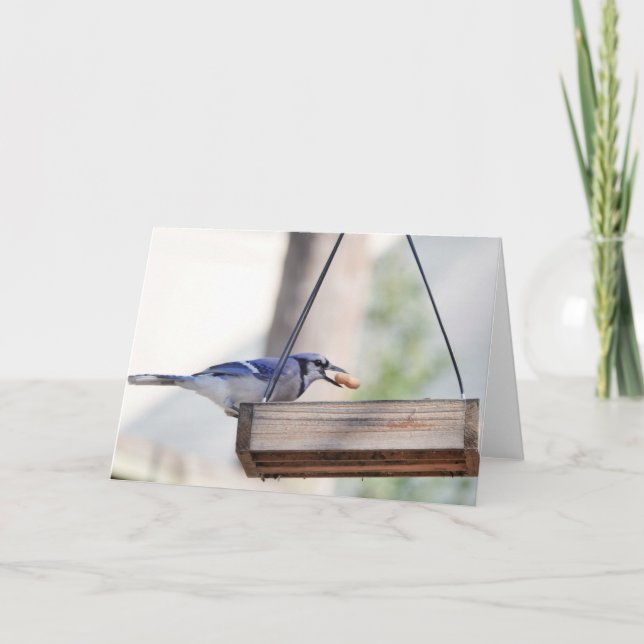 Tarjeta Colección de aves: Jay azul (notas en blanco) (Anverso)