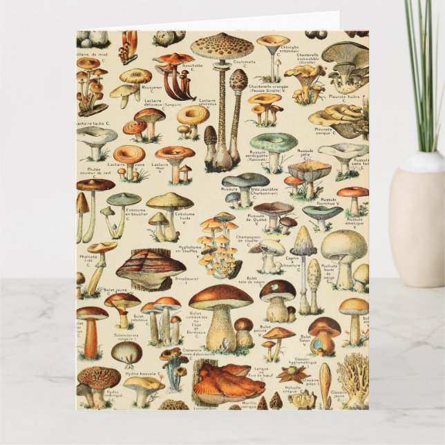Tarjeta Colección de hongos (Anverso)