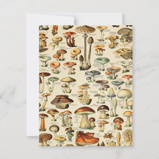 Tarjeta Colección de hongos (Anverso)
