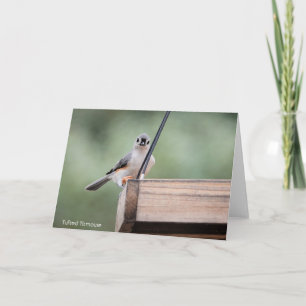 Tarjeta Colección de pájaros: Tufted Titmouse (notas en bl
