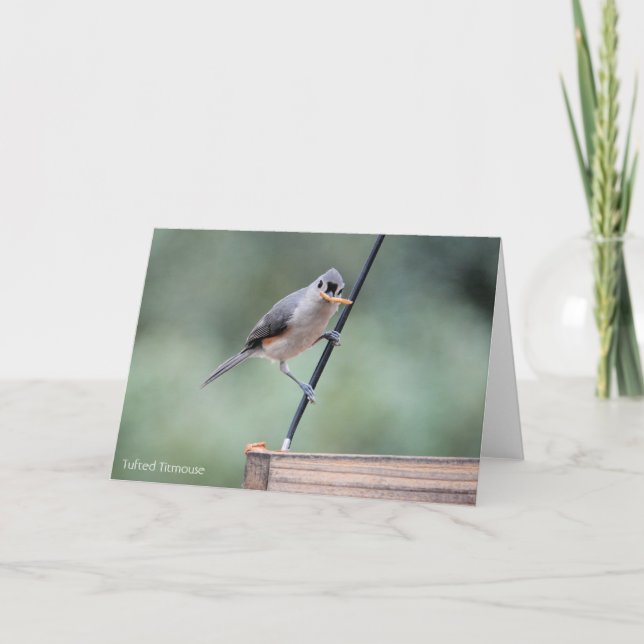 Tarjeta Colección de pájaros: Tufted Titmouse (notas en bl (Anverso)