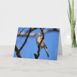 Tarjeta Colección de pájaros: Tufted Titmouse (notas en bl