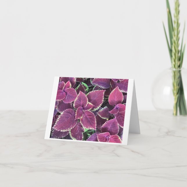 Tarjeta Coleus (Anverso)