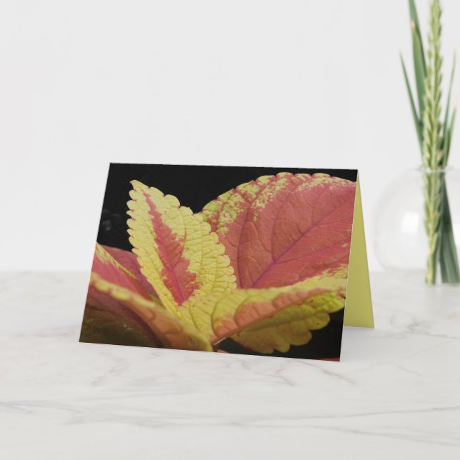 Tarjeta Coleus Leaves (Anverso)