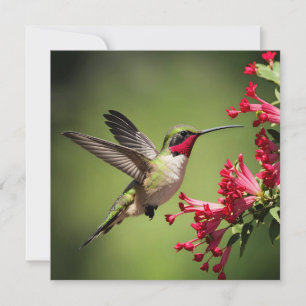 Tarjeta Colibrí Colorido