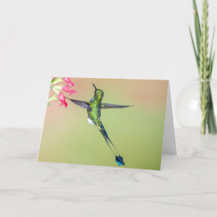 Tarjeta Colibrí ecuatoriano con plumas de larga cola
