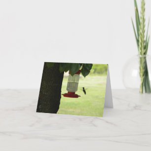 Tarjeta Colibrí solitario