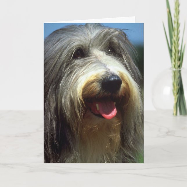 Tarjeta Collie con barba (Anverso)