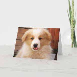 Tarjeta Collie de borde dorado~Notecard