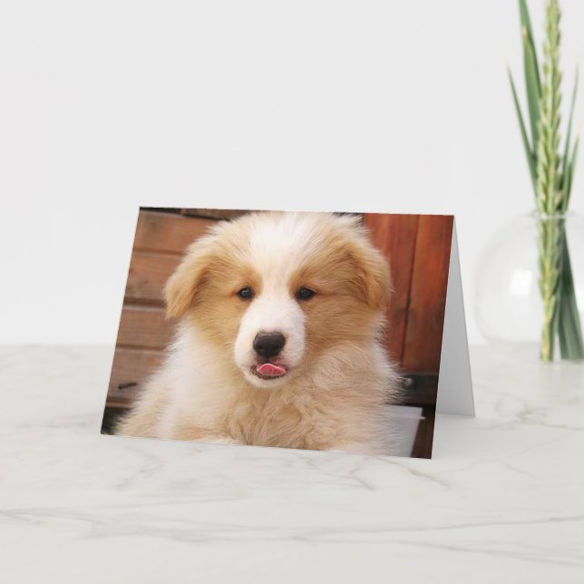 Tarjeta Collie de borde dorado~Notecard (Anverso)