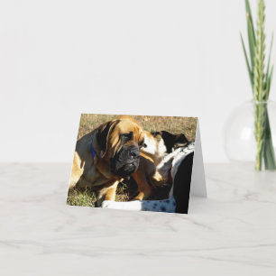 Tarjeta Collie fronteriza con nariz en el oído de la casti