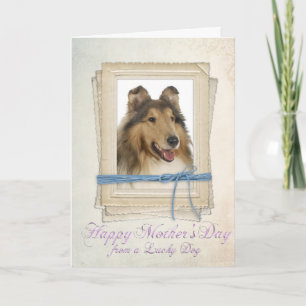 Tarjeta Collie Mother's Day