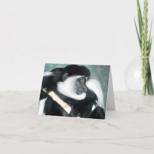 Tarjeta Colobus Ricci