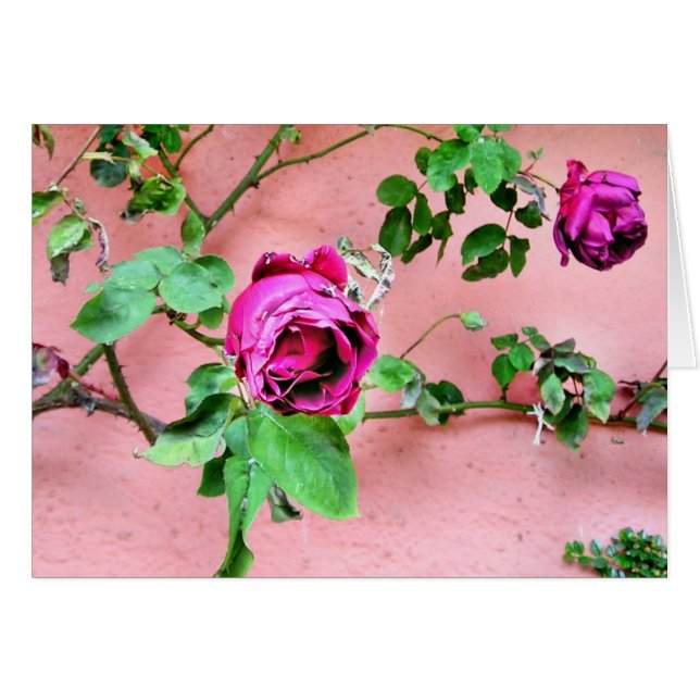 Tarjeta color de rosa irlandesa salvaje (Anverso (Horizontal))