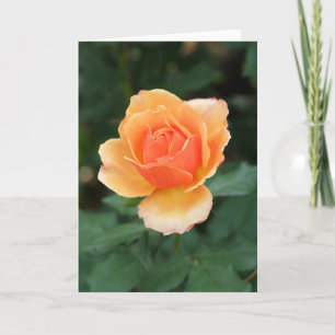 Tarjeta Color de rosa moderno anaranjado cremoso