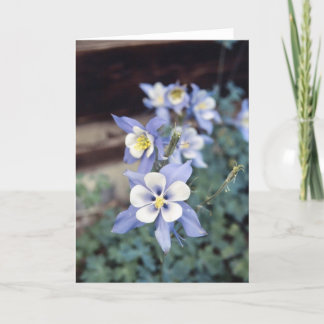 Tarjeta Colorado Blue Columbine
