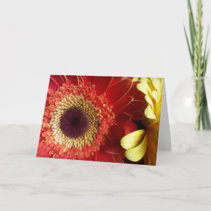 Tarjeta Colores de Gerberas