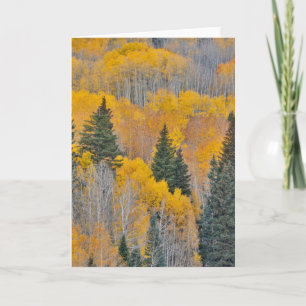 Tarjeta Colores de otoño en arboledas de álamos