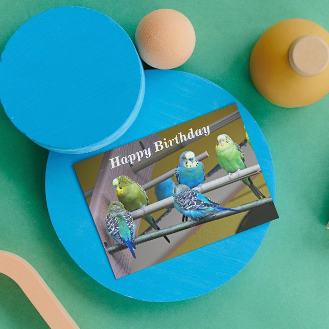 Tarjeta Colorida Foto De Parakeets De Todos Los Cumpleaños (In Situ)