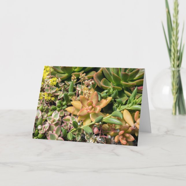 Tarjeta coloridas plantas suculentas (Anverso)