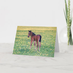 Tarjeta Colt en el campo de Dandelion