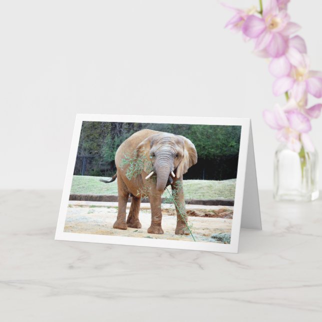 Tarjeta Comer elefante (Orquídea)