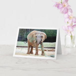 Tarjeta Comer elefante