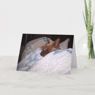 Tarjeta Comodidad de Alfie