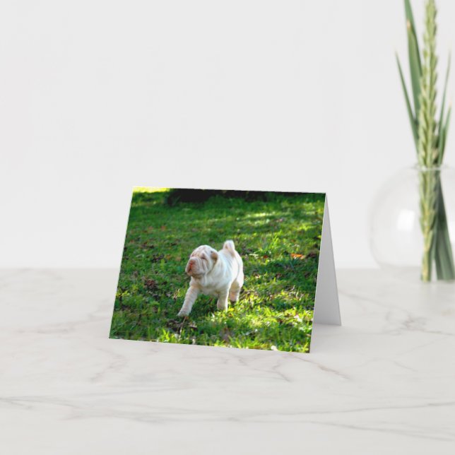 Tarjeta Compañeros leales: Shar-pei (Anverso)