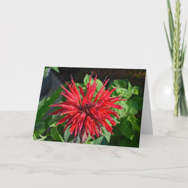 Tarjeta con fotografía de jardín de flor de Bálsam (Anverso)