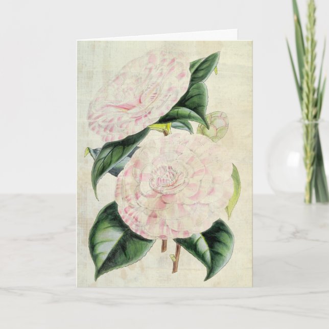 Tarjeta Condes botánicas de Derby Camellia (Anverso)