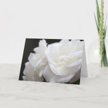 Condolencia de los rosas del iceberg