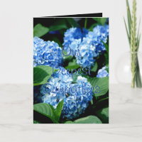Condolencia del Hydrangea 2480 - cambie a
