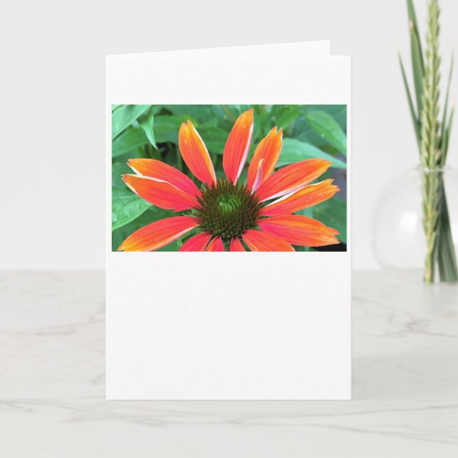 Tarjeta Coneflower, card (Anverso)