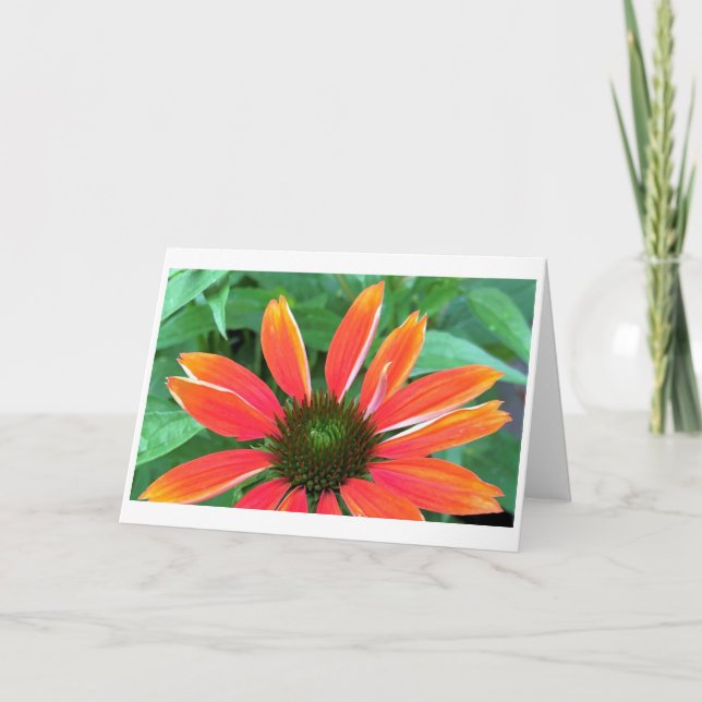 Tarjeta Coneflower, card (Anverso)