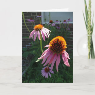 Tarjeta Coneflower púrpura, fe, esperanza y amor