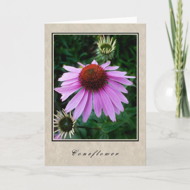 Tarjeta Coneflower - serie floral (Anverso)
