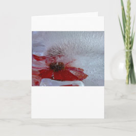 Tarjeta Conefluencia en hielo,