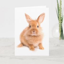 Tarjeta Conejo
