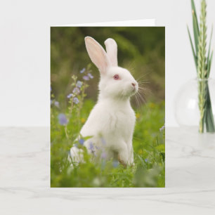 Tarjeta Conejo Blanco
