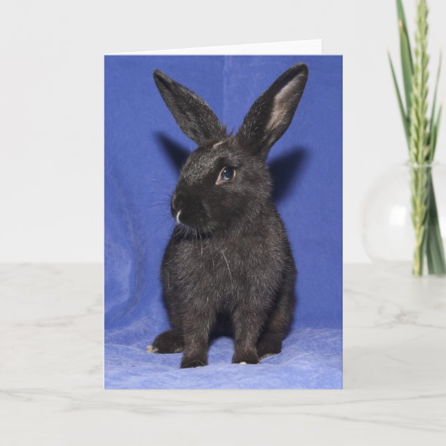 Tarjeta Conejo de conejo negro (Anverso)