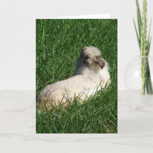 Tarjeta Conejo de Lionhead en la hierba