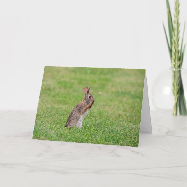 Tarjeta Conejo parado en el césped y con aspecto tímido (Anverso)