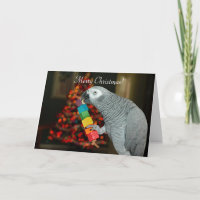 Congo: Loro gris africano, árbol navideño