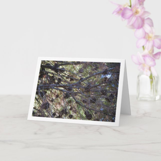 Tarjeta Conifer Cones en el árbol del pino (Orquídea)