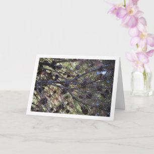 Tarjeta Conifer Cones en el árbol del pino