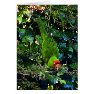 Tarjeta Conure #1 con cabezal de cerezo