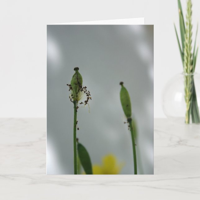 Tarjeta Coppies y sombra 5 Fin de la vida de la nueva gene (Anverso)