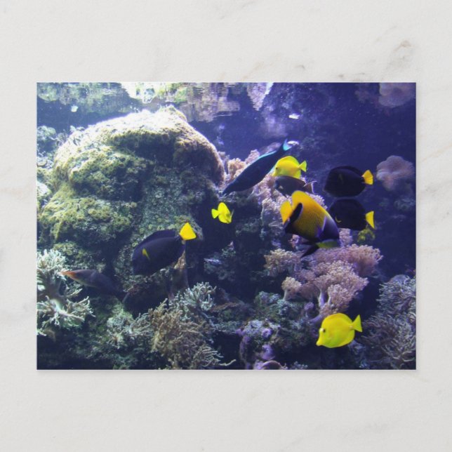 Tarjeta Coral-Reef Photo Post (Anverso)