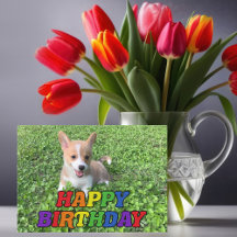 Corgi Cuppy Dog Photography Rainbow Birday